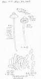Cortinarius acutus image