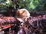 Helvella compressa image