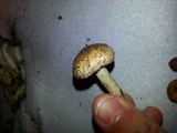 Hebeloma crustuliniforme image