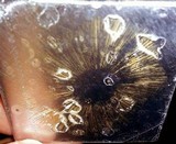 Hebeloma crustuliniforme image