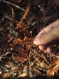 Micromphale sequoiae image