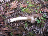 Helvella compressa image