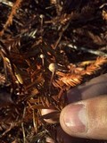 Micromphale sequoiae image