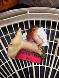 Russula sanguinaria image