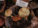 Tricholomopsis rutilans image