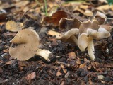 Helvella latispora image
