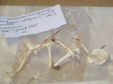 Hygrocybe russocoriacea image