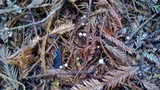 Micromphale sequoiae image