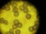 Leucopaxillus albissimus image