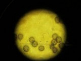 Leucopaxillus albissimus image