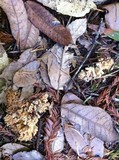 Ramaria rasilispora image