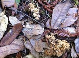 Ramaria rasilispora image