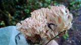 Ramaria botrytis image