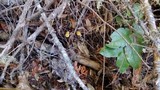 Hypholoma capnoides image