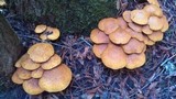 Gymnopilus ventricosus image