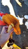 Gymnopilus ventricosus image