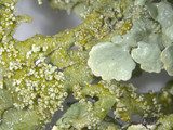 Flavoparmelia baltimorensis image