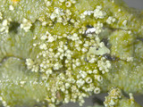 Flavoparmelia baltimorensis image