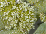 Flavoparmelia baltimorensis image