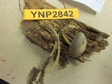 Strobilurus albipilatus image