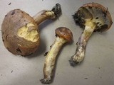 Suillus ponderosus image