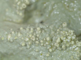 Flavoparmelia baltimorensis image