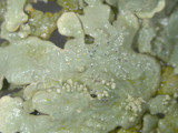Flavoparmelia baltimorensis image