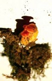 Hygrocybe mucronella image
