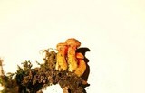 Hygrocybe mucronella image