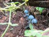 Clitocybula azurea image