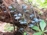 Clitocybula azurea image