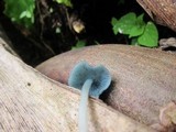 Clitocybula azurea image