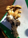 Phaeolepiota aurea image