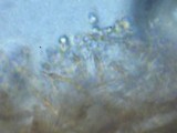Tricholoma fracticum image