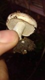 Hebeloma crustuliniforme image