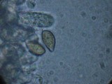 Hebeloma crustuliniforme image
