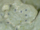 Flavoparmelia baltimorensis image