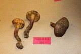 Boletus chrysenteron image