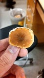 Polyporus leptocephalus image