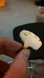 Polyporus leptocephalus image