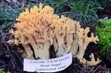 Ramaria distinctissima image