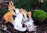 Ramaria distinctissima image