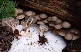 Mycena overholtsii image