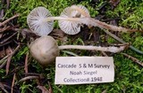 Mycena overholtsii image