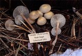 Mycena overholtsii image