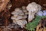 Mycena overholtsii image