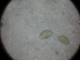 Hebeloma crustuliniforme image