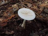 Amanita chrysoblema image