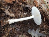 Amanita chrysoblema image