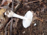 Amanita chrysoblema image